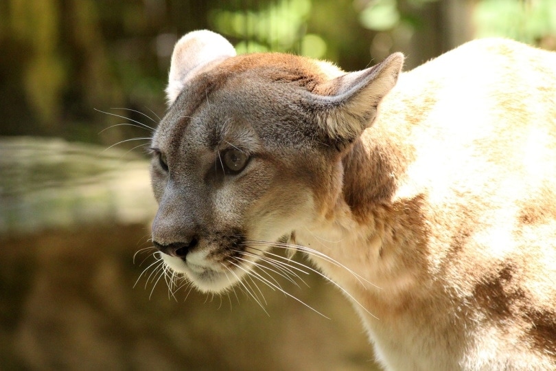 Cougar close up shot