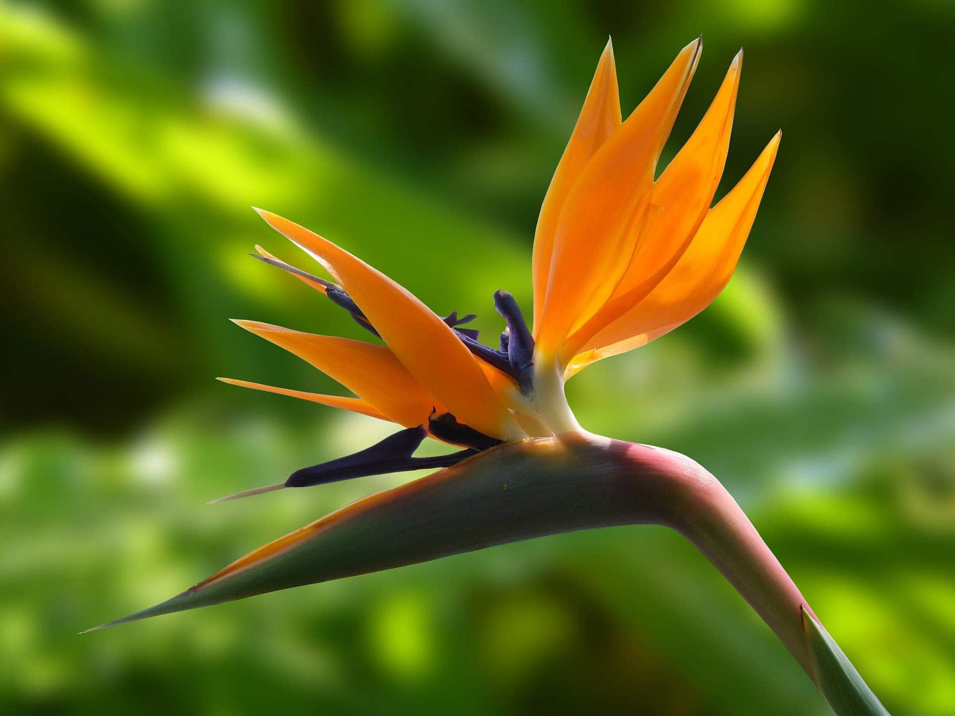 Crane flower