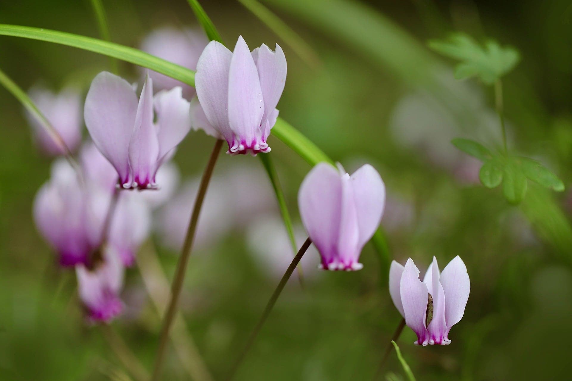 Cyclamen Pink