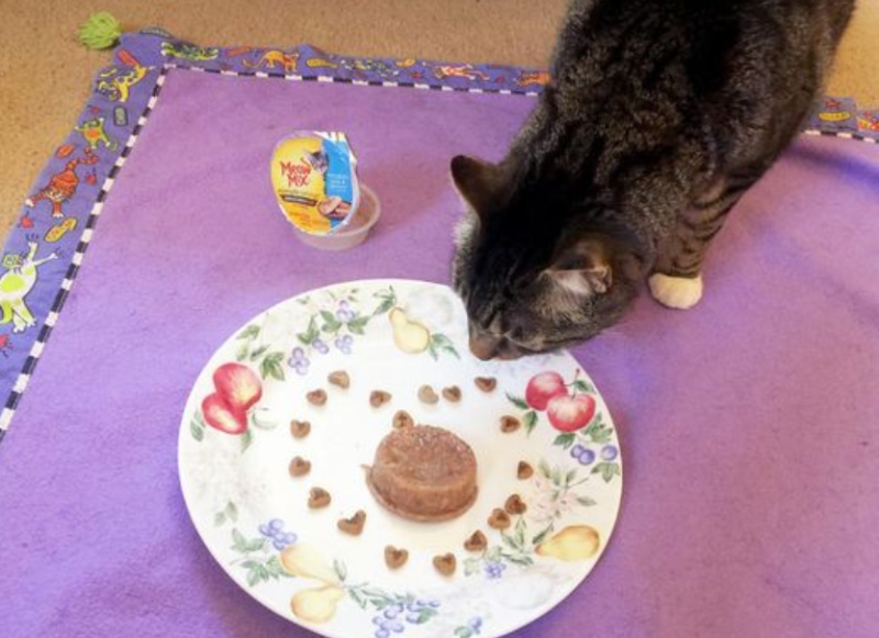 DIY Popsicles for Cats
