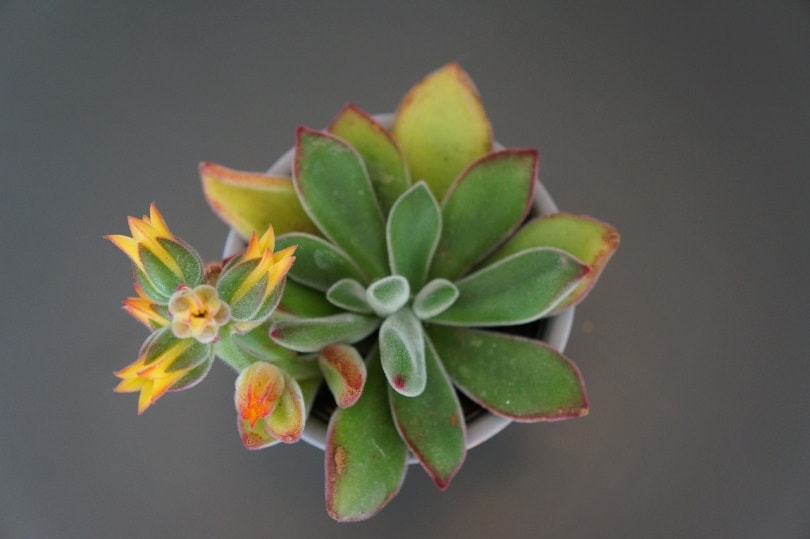 Echeveria succulents in a small vase