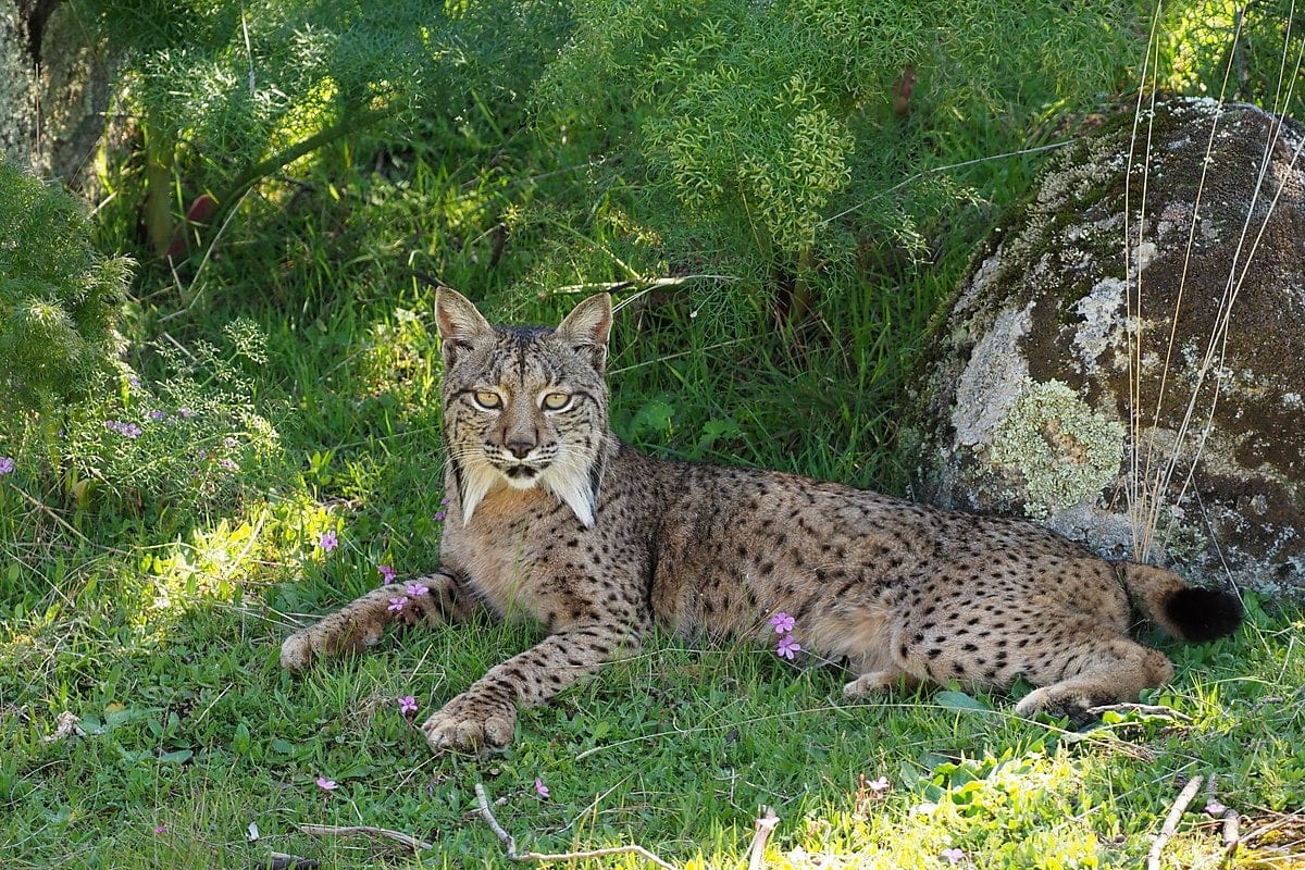 Female Iberian Lynx (Lynx pardinus), La Lancha, Parque natural de la Sierra de Andújar, Andalucía, España - Flickr - Frank.Vassen