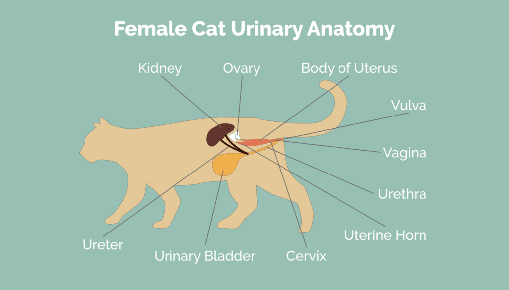 Where Do Cats Pee From? Feline Urinary Anatomy Explained (With
