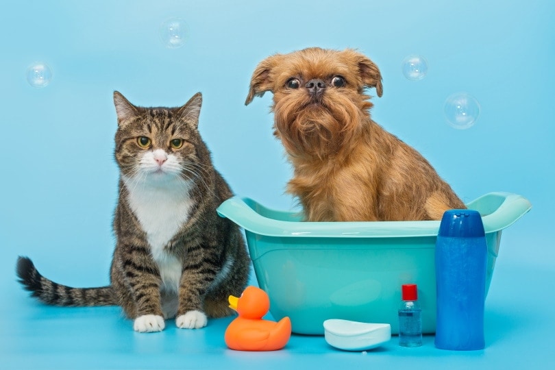 Gray cat and a Brussels Griffon dog wash on a blue background