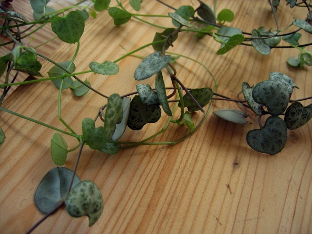 Hearts Plants