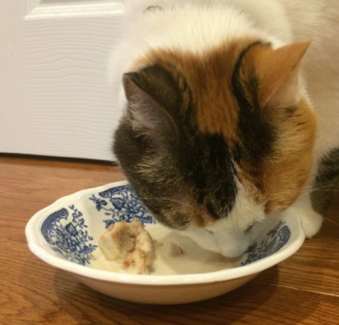 How To Make Cat Ice Cream (for cats)