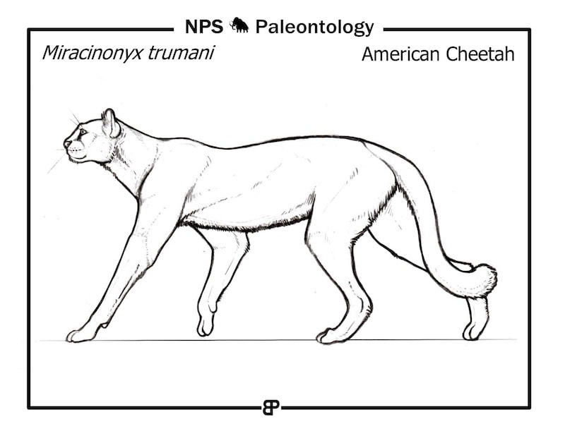 American Cheetah extinct cat illustration