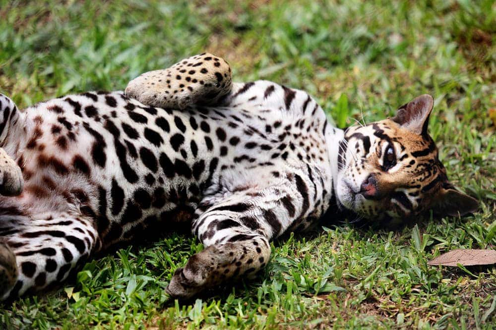 Ocelot nằm trên bãi cỏ