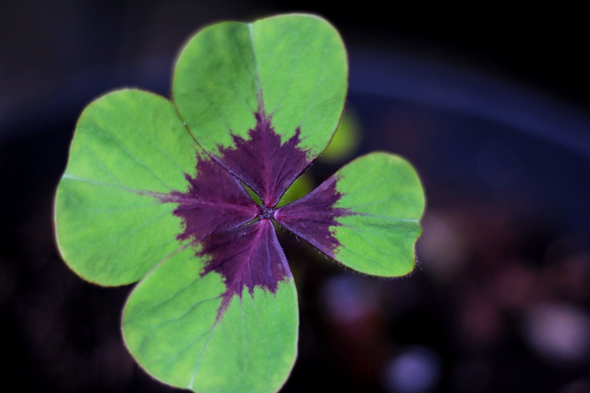 Is Oxalis (Shamrock Plant) Poisonous to Cats? Keeping Your Cat Safe