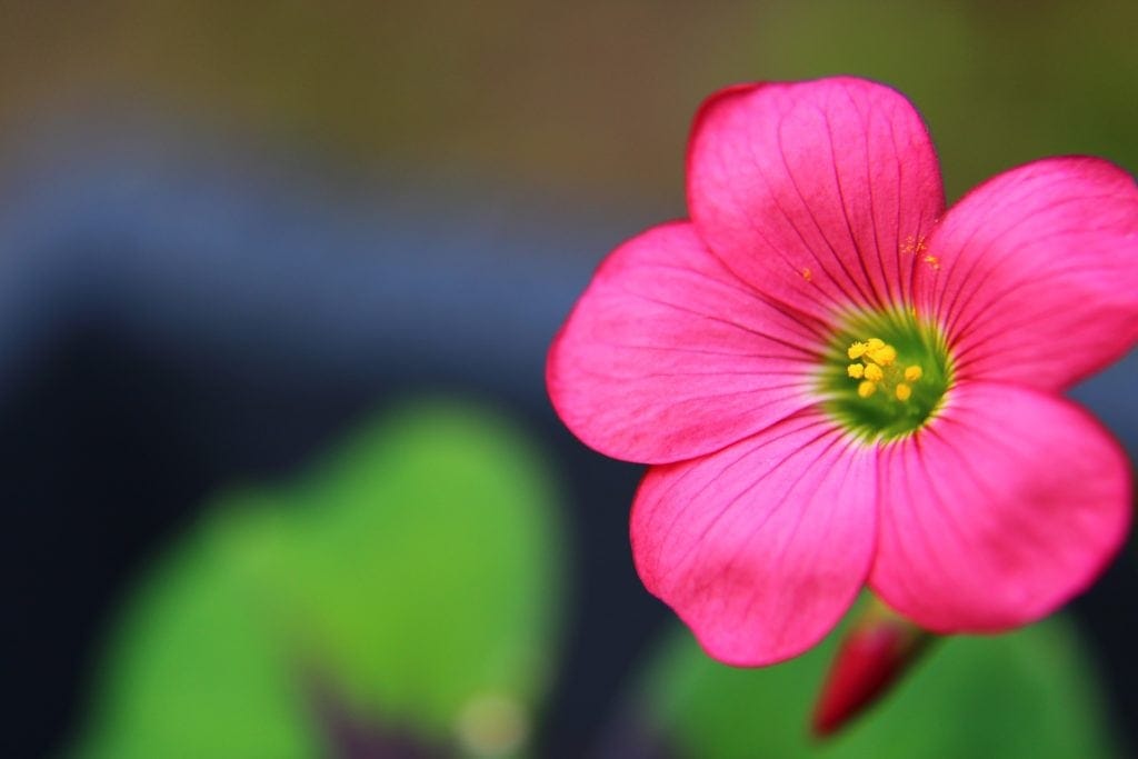 Is Oxalis (Shamrock Plant) Poisonous to Cats? Keeping Your Cat Safe