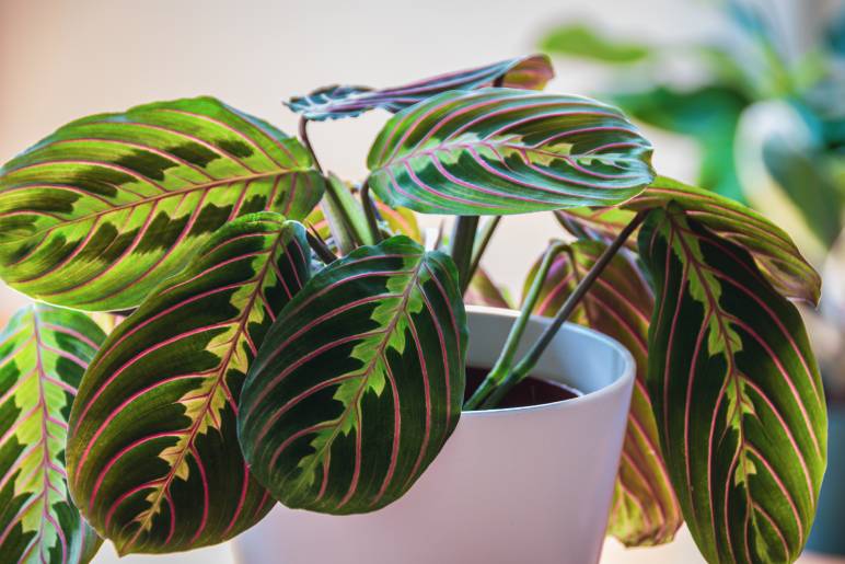 red maranta prayer plant toxic to cats - Loan Seal