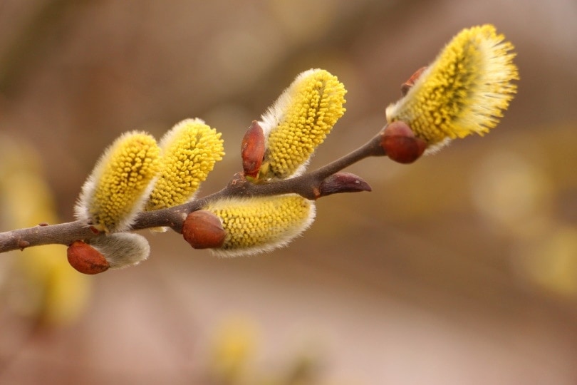 Pussy willow plant close up shot