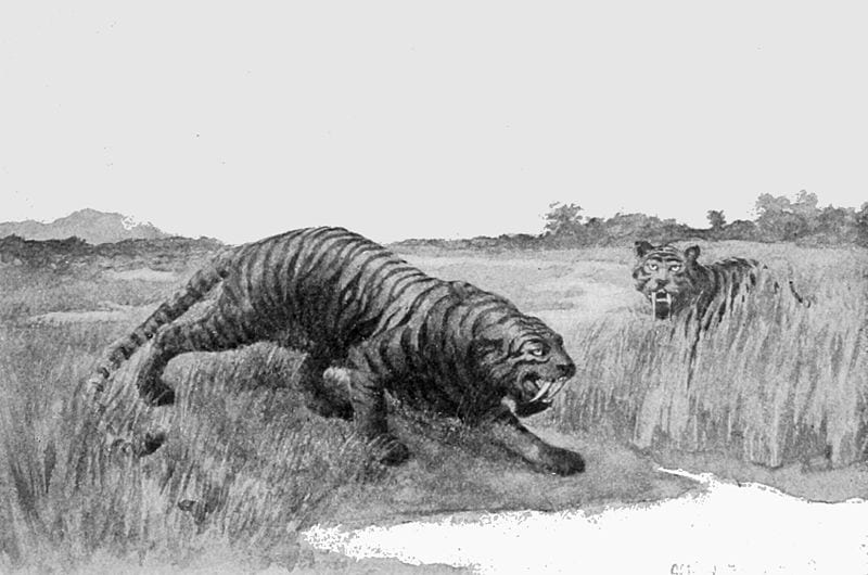 Saber toothed cat hoplophoneus occidentalis