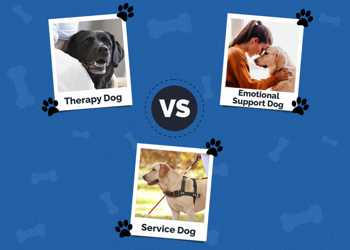 Therapy dog vs Emotional Support Dog vs Service Dog