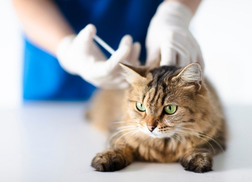 Bác sĩ thú y tại phòng khám thú y tiêm cho mèo