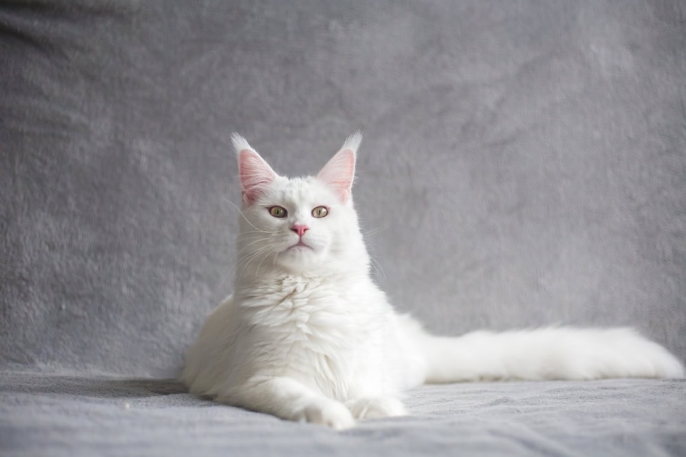 White Maine Coon posing in the studio
