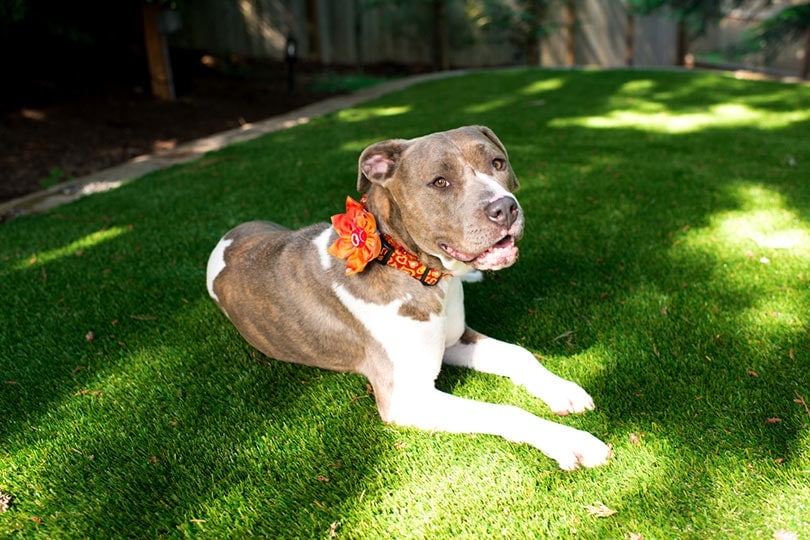 a Pit Bull mix dog relaxing on artificial grass in backyard