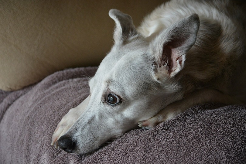 Are Whippets Hypoallergenic Vet Approved Facts FAQ Hepper