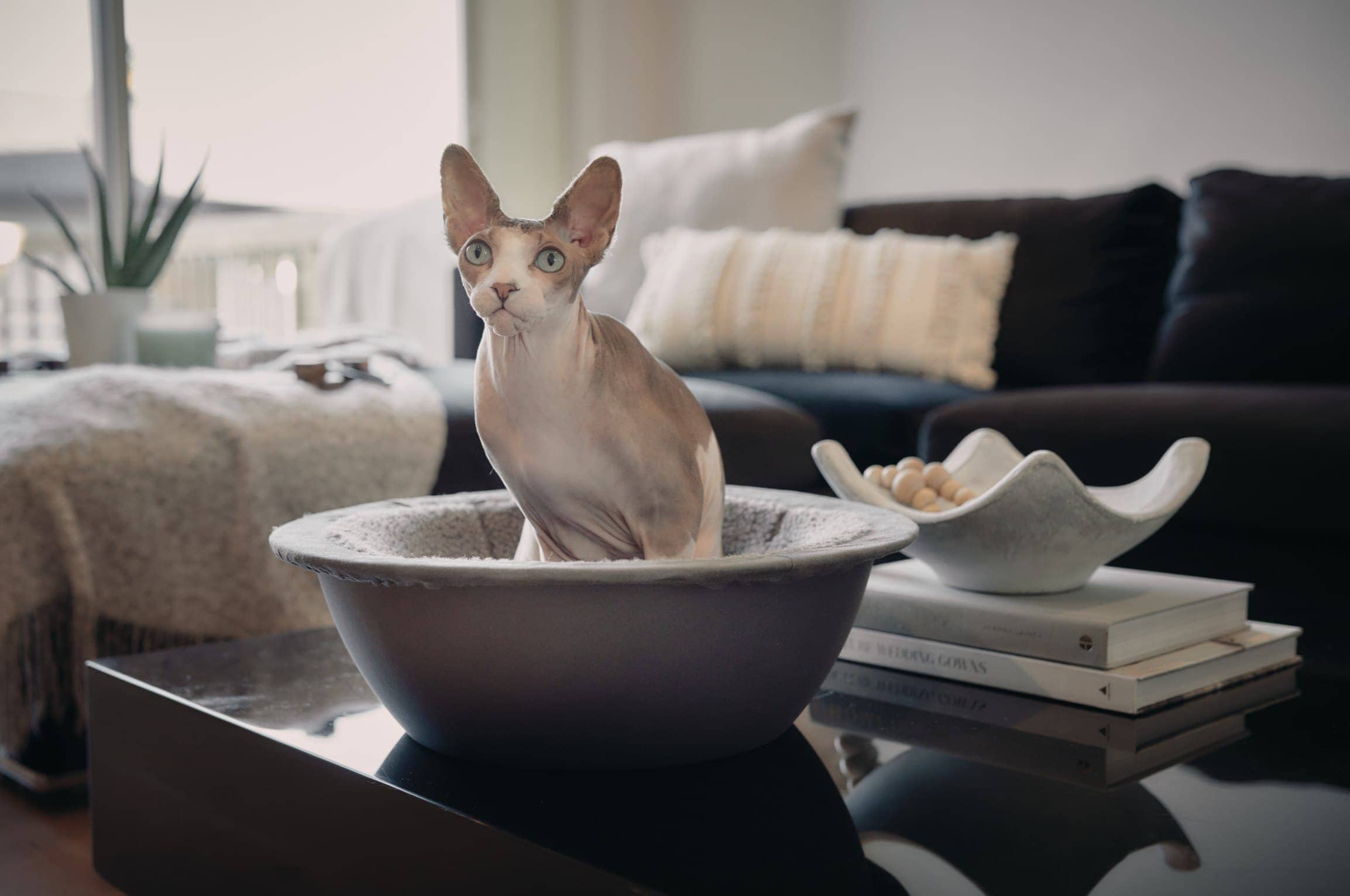 blue eyed hairless sphynx cat living room table hepper nest bed