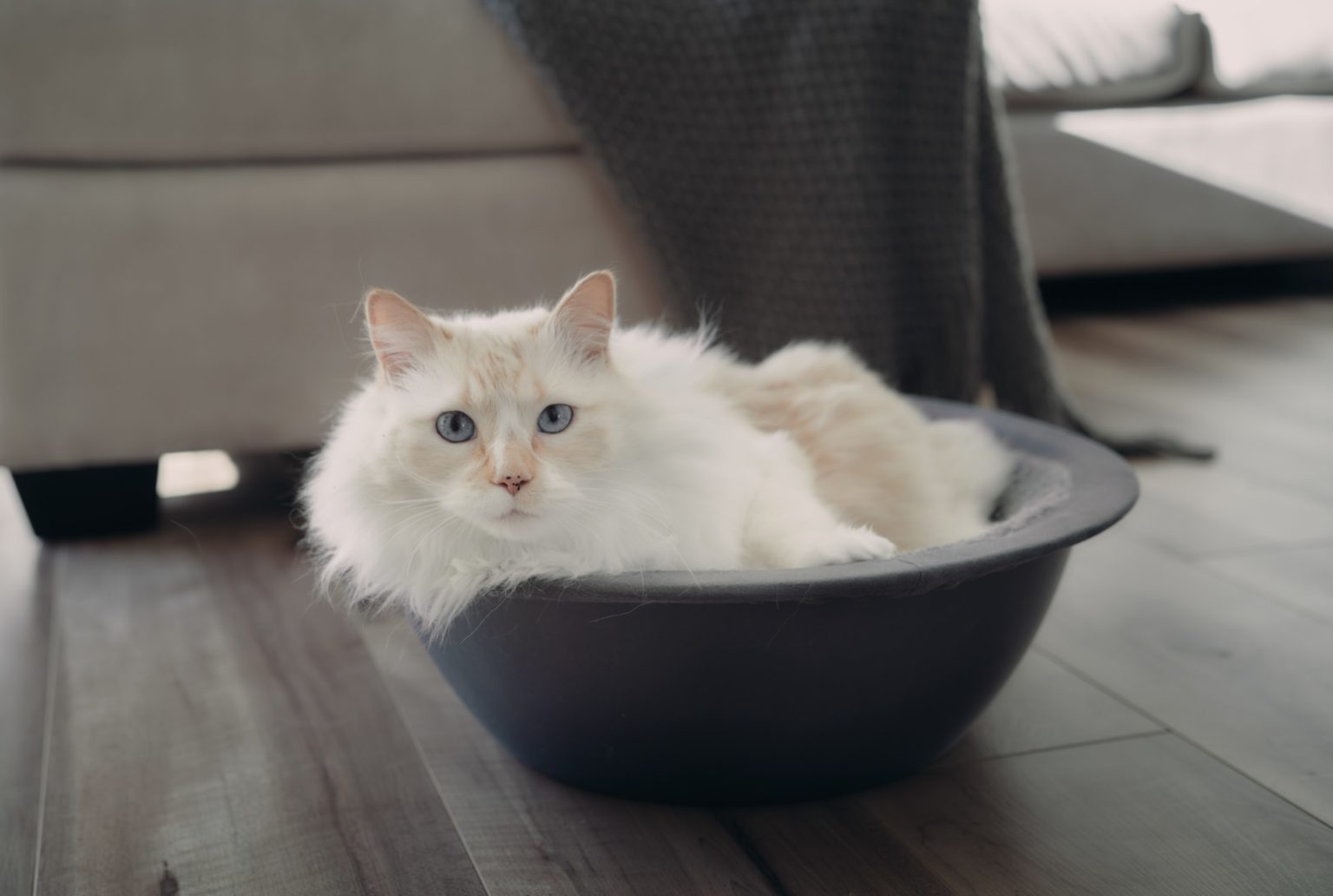 25 Modern Cat Furniture Items in 2024 Products To Match Your Style
