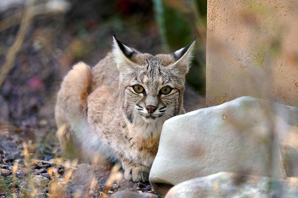 Are There Wild Cats in Arizona? What You Need to Know! | Hepper