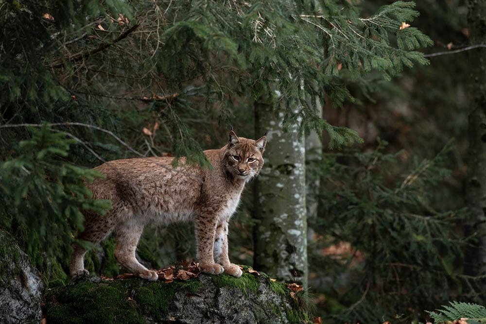 bobcat in the forest