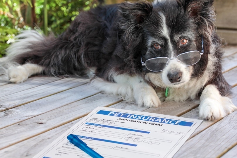 border collie dog near pet insurance form