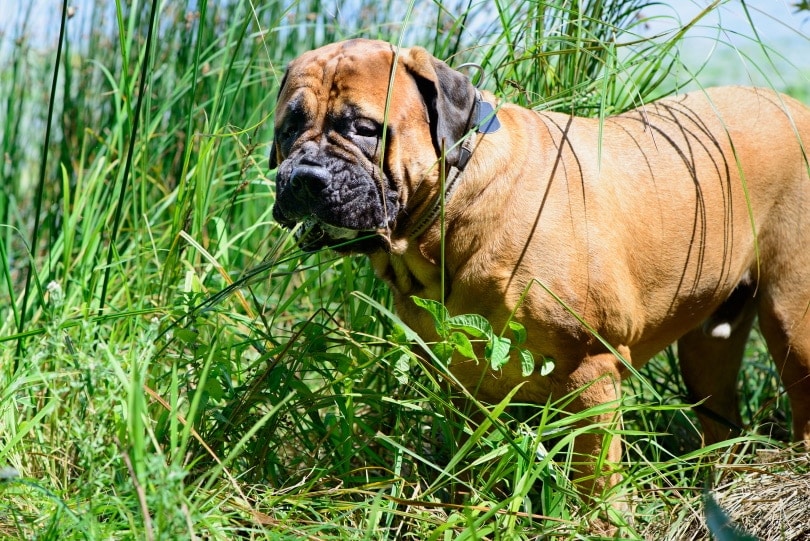 bullmastiff dog eating grass