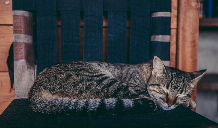 california spangled Cat lying