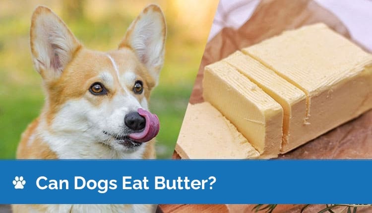 can a dog eat butter