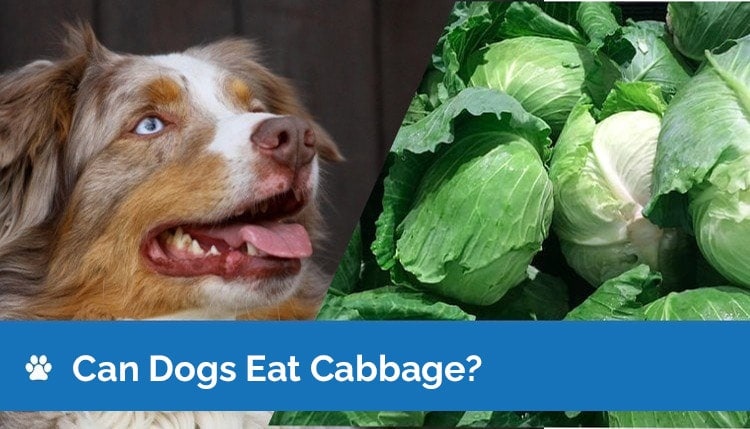 can dogs eat cabbage