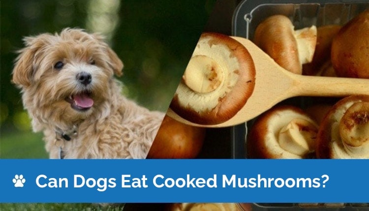 can dogs eat cooked mushrooms2