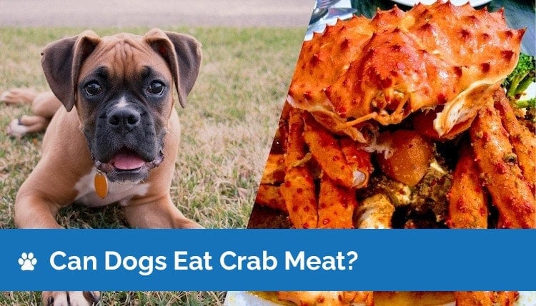 can dogs eat crab meat