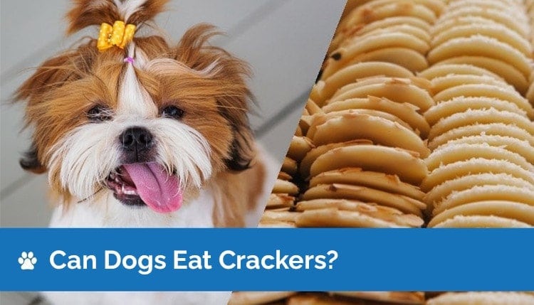 Can Dogs Eat Crackers? What You Need to Know! | Hepper