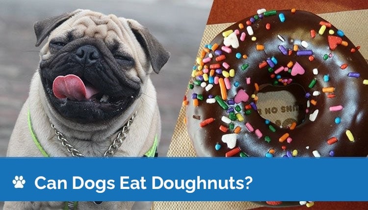 are donuts safe for dogs