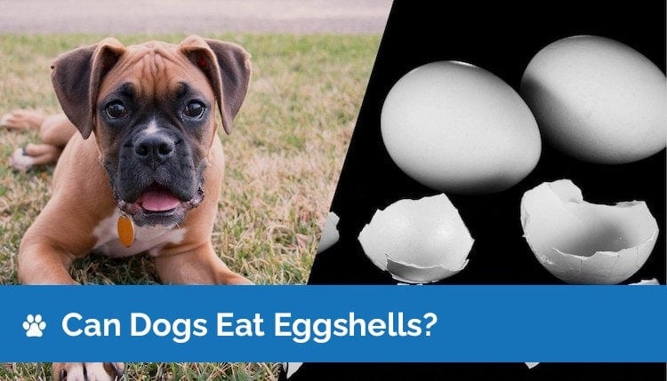 why are egg shells good for dogs