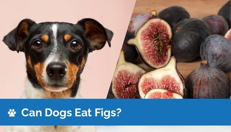 are fresh figs good for dogs