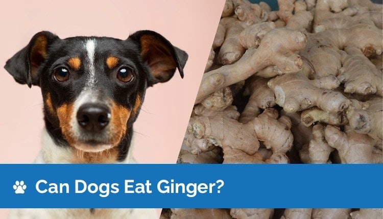can dogs eat ginger