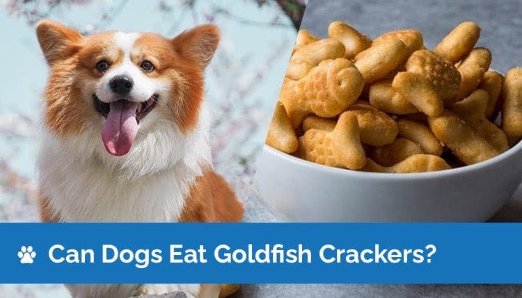 can dogs eat goldfish crackers