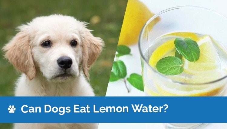 can dogs eat lemon water