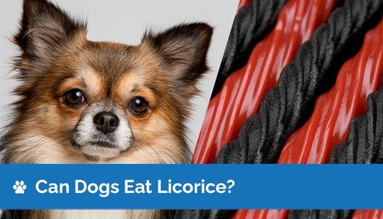 Can Dogs Eat Black and Red Licorice? Are Black ... - Hepper