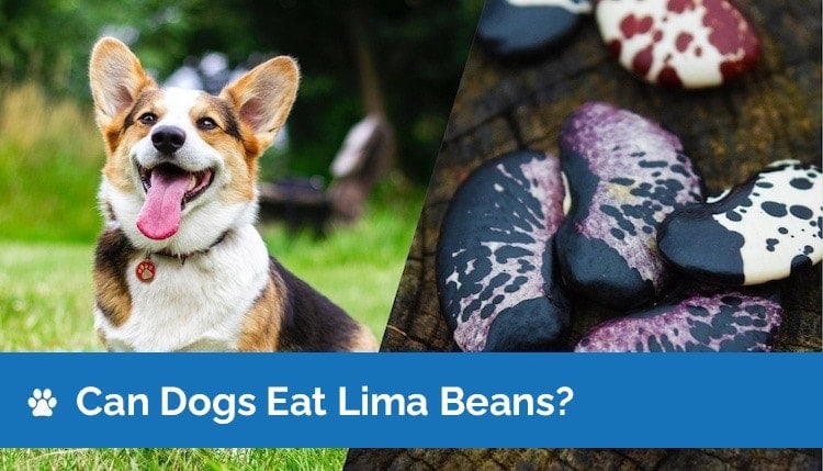 can dogs eat lima beans
