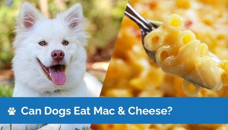 can dogs eat mac and cheese2