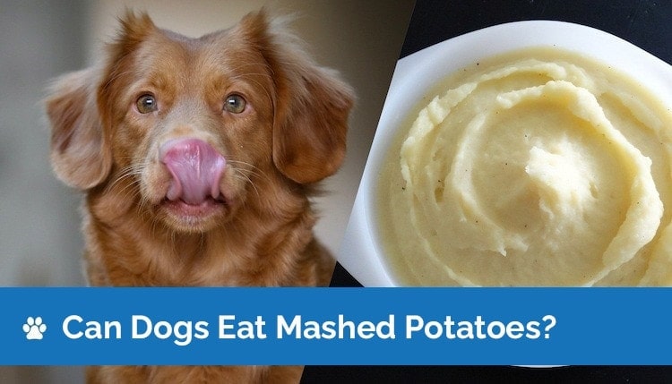 can dogs eat mashed potatoes