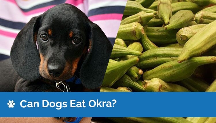 Can Dogs Eat Okra? What You Need to Know! | Hepper