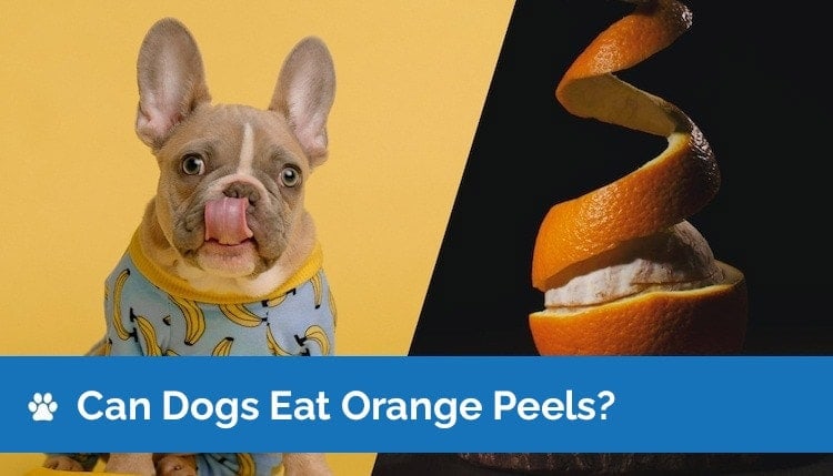 can dogs eat orange peels2