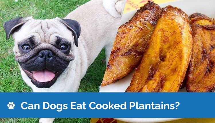 can dogs eat plantains2