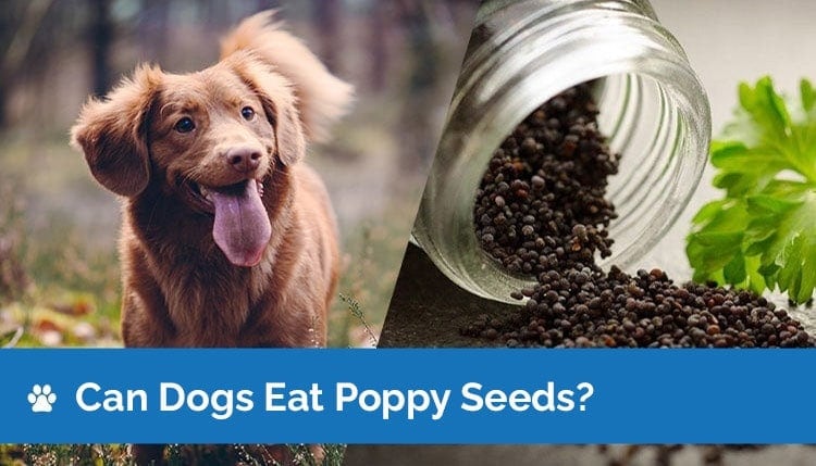 can dogs eat poppy seeds2