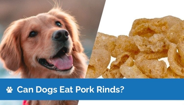 Can Dogs Eat Pork Scratchings 