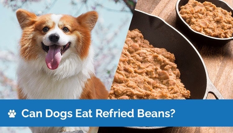can dogs eat refried beans